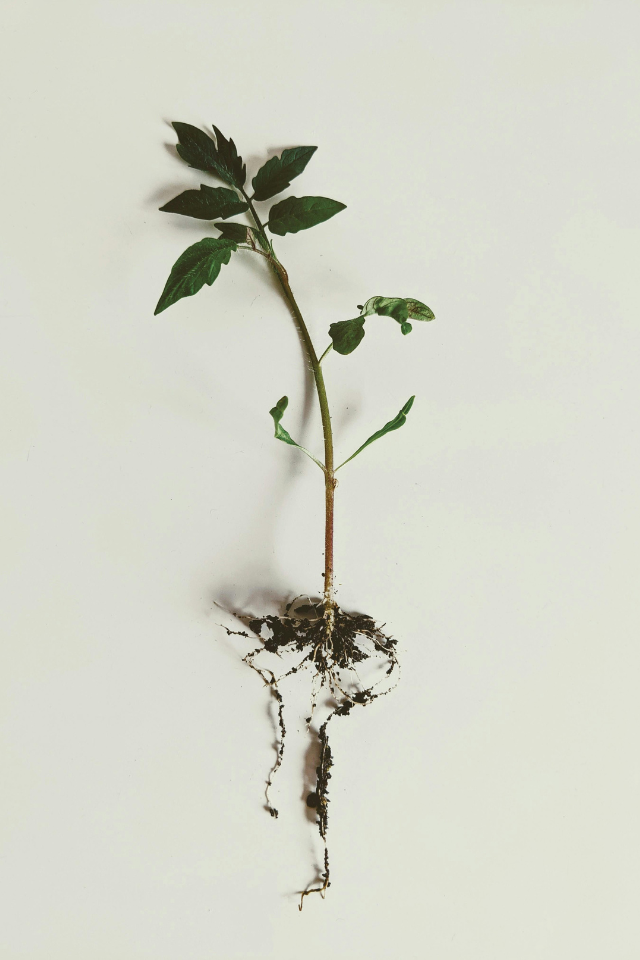 Jonge plant met zichtbare wortels tegen een witte achtergrond als symbool voor WortelWerk en het fundament van de eerste zeven levensjaren.